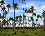 Palm Tree Detection in Tongatapu for Carbon Credit Estimation