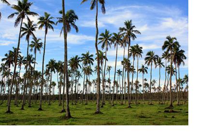 Palm Tree Detection in Tongatapu for Carbon Credit Estimation